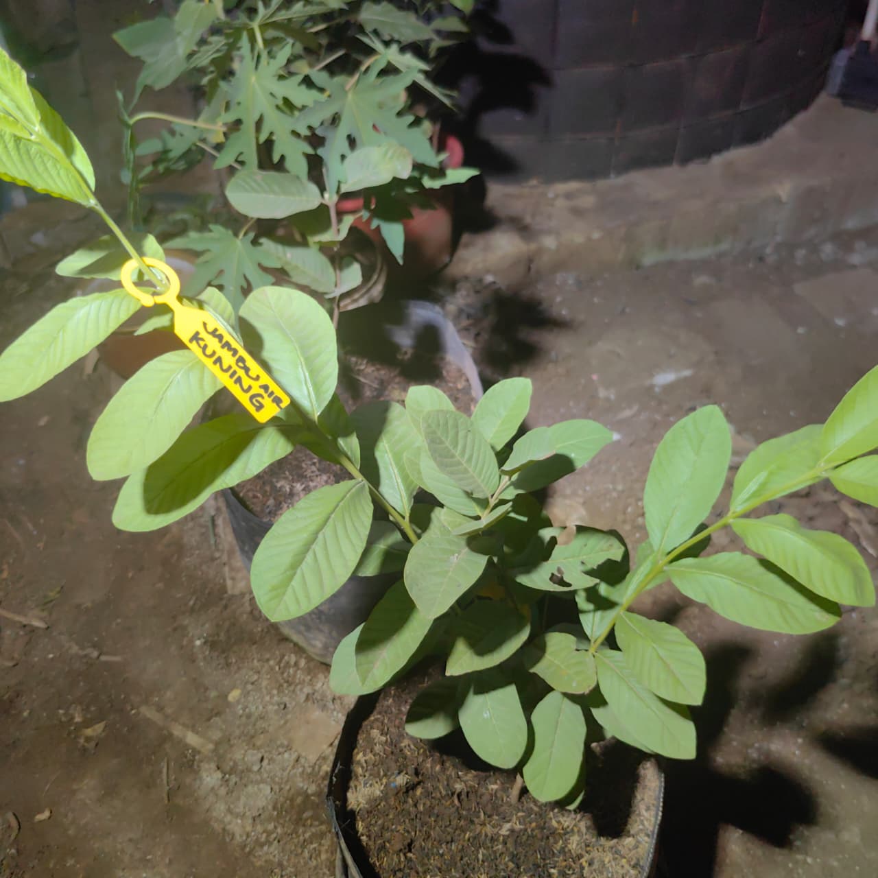 Jambu Air Kuning